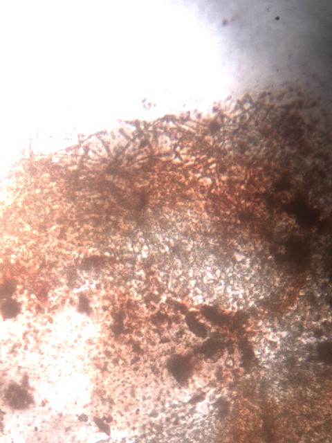 Cortinarius ochropallidus?